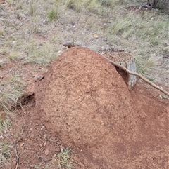 Nasutitermes exitiosus (Snouted termite, Gluegun termite) at Hackett, ACT - 4 Jun 2024 by AaronClausen