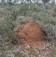 Nasutitermes exitiosus (Snouted termite, Gluegun termite) at Campbell, ACT - 4 Jun 2024 by AaronClausen