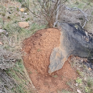 Nasutitermes exitiosus at Hackett, ACT - 4 Jun 2024