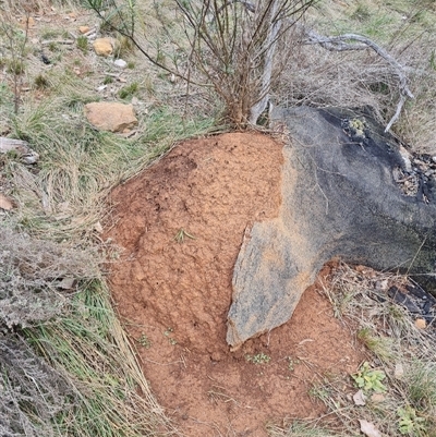 Nasutitermes exitiosus (Snouted termite, Gluegun termite) at Hackett, ACT - 4 Jun 2024 by AaronClausen