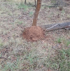 Nasutitermes exitiosus (Snouted termite, Gluegun termite) at Hackett, ACT - 4 Jun 2024 by AaronClausen