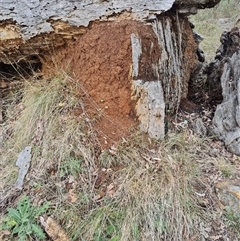 Nasutitermes exitiosus (Snouted termite, Gluegun termite) at Hackett, ACT - 4 Jun 2024 by AaronClausen