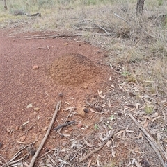 Nasutitermes exitiosus (Snouted termite, Gluegun termite) at Hackett, ACT - 4 Jun 2024 by AaronClausen