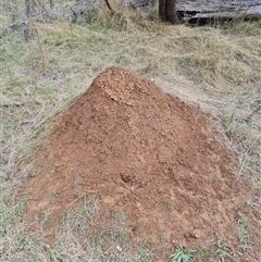 Nasutitermes exitiosus (Snouted termite, Gluegun termite) at Hackett, ACT - 4 Jun 2024 by AaronClausen