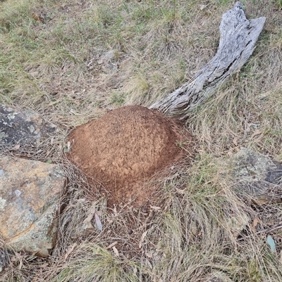 Nasutitermes exitiosus (Snouted termite, Gluegun termite) at Hackett, ACT - 4 Jun 2024 by AaronClausen