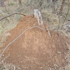 Nasutitermes exitiosus (Snouted termite, Gluegun termite) at Hackett, ACT - 4 Jun 2024 by AaronClausen