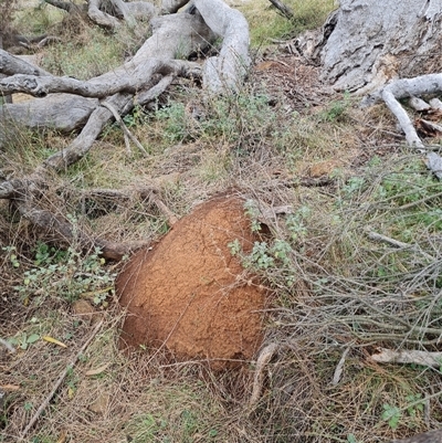 Nasutitermes exitiosus (Snouted termite, Gluegun termite) at Hackett, ACT - 4 Jun 2024 by AaronClausen