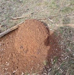 Nasutitermes exitiosus (Snouted termite, Gluegun termite) at Hackett, ACT - 4 Jun 2024 by AaronClausen