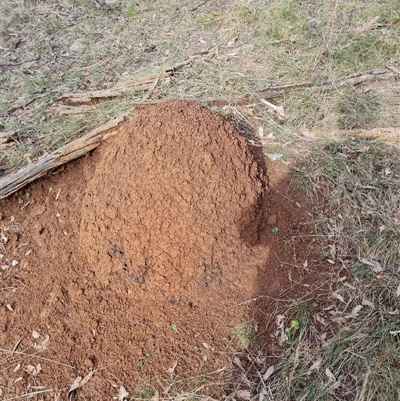 Nasutitermes exitiosus (Snouted termite, Gluegun termite) at Hackett, ACT - 4 Jun 2024 by AaronClausen