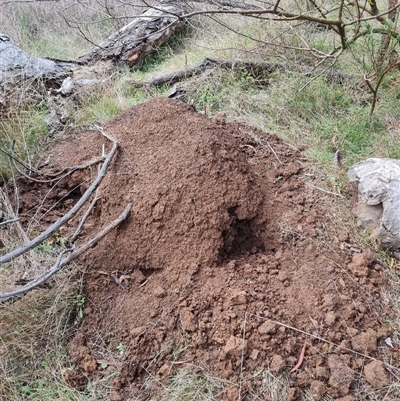 Nasutitermes exitiosus (Snouted termite, Gluegun termite) at Hackett, ACT - 4 Jun 2024 by AaronClausen