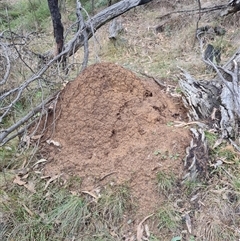 Nasutitermes exitiosus (Snouted termite, Gluegun termite) at Hackett, ACT - 4 Jun 2024 by AaronClausen