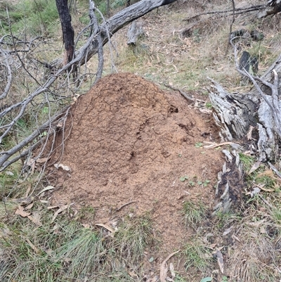 Nasutitermes exitiosus (Snouted termite, Gluegun termite) at Hackett, ACT - 4 Jun 2024 by AaronClausen