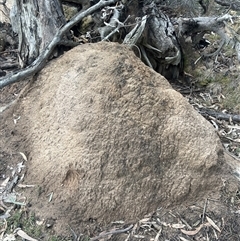 Nasutitermes exitiosus (Snouted termite, Gluegun termite) at O'Connor, ACT - 4 Jun 2024 by AaronClausen