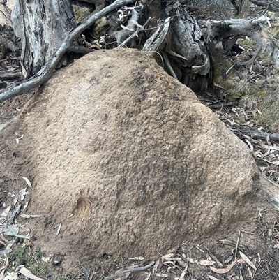 Nasutitermes exitiosus (Snouted termite, Gluegun termite) at O'Connor, ACT - 4 Jun 2024 by AaronClausen