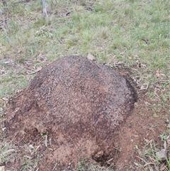 Nasutitermes exitiosus (Snouted termite, Gluegun termite) at Hackett, ACT - 4 Jun 2024 by AaronClausen