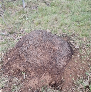 Nasutitermes exitiosus at Hackett, ACT - 4 Jun 2024