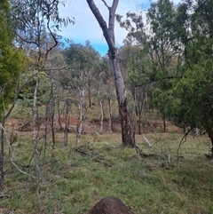 Nasutitermes exitiosus at Hackett, ACT - 4 Jun 2024