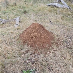 Nasutitermes exitiosus (Snouted termite, Gluegun termite) at Hackett, ACT - 4 Jun 2024 by AaronClausen