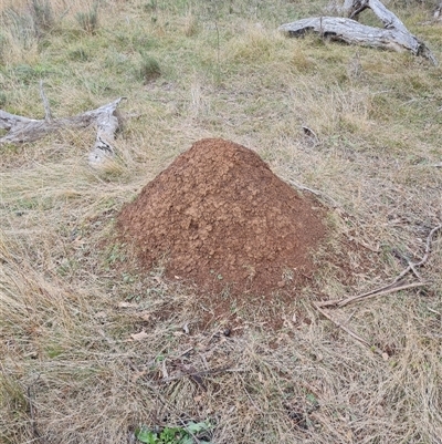 Nasutitermes exitiosus (Snouted termite, Gluegun termite) at Hackett, ACT - 4 Jun 2024 by AaronClausen