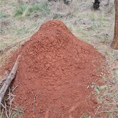 Nasutitermes exitiosus (Snouted termite, Gluegun termite) at Hackett, ACT - 4 Jun 2024 by AaronClausen