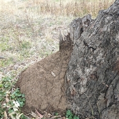 Nasutitermes exitiosus (Snouted termite, Gluegun termite) at Hackett, ACT - 4 Jun 2024 by AaronClausen