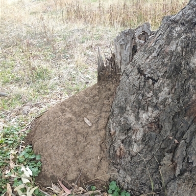 Nasutitermes exitiosus (Snouted termite, Gluegun termite) at Hackett, ACT - 4 Jun 2024 by AaronClausen