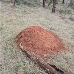 Nasutitermes exitiosus (Snouted termite, Gluegun termite) at Hackett, ACT - 4 Jun 2024 by AaronClausen