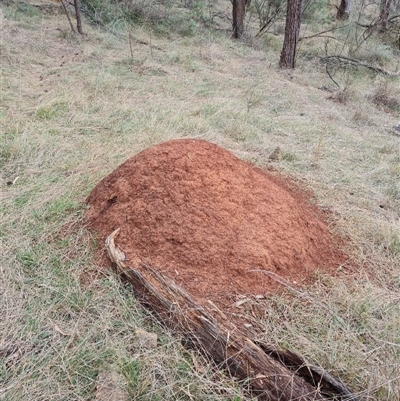 Nasutitermes exitiosus (Snouted termite, Gluegun termite) at Hackett, ACT - 4 Jun 2024 by AaronClausen