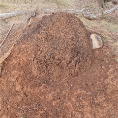 Nasutitermes exitiosus (Snouted termite, Gluegun termite) at Hackett, ACT - 4 Jun 2024 by AaronClausen