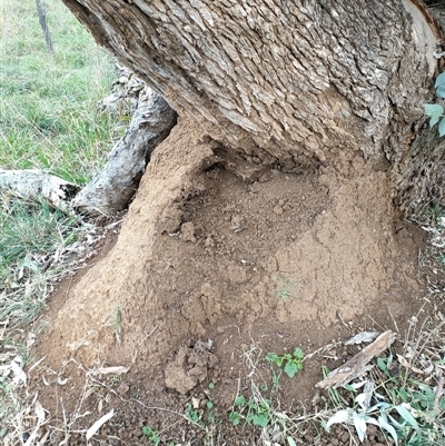 Nasutitermes exitiosus (Snouted termite, Gluegun termite) at Hackett, ACT - 4 Jun 2024 by AaronClausen