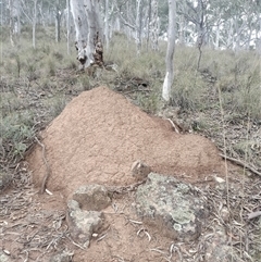 Nasutitermes exitiosus (Snouted termite, Gluegun termite) at Campbell, ACT - 4 Jun 2024 by DonFletcher