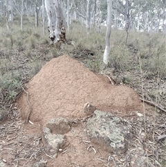 Nasutitermes exitiosus (Snouted termite, Gluegun termite) at Campbell, ACT - 4 Jun 2024 by AaronClausen