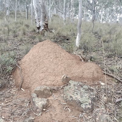 Nasutitermes exitiosus (Snouted termite, Gluegun termite) at Campbell, ACT - 4 Jun 2024 by AaronClausen