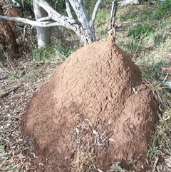 Nasutitermes exitiosus (Snouted termite, Gluegun termite) at Hackett, ACT - 4 Jun 2024 by AaronClausen