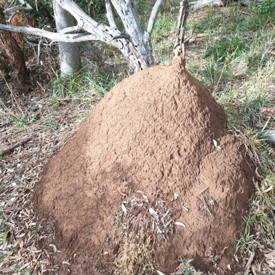 Nasutitermes exitiosus (Snouted termite, Gluegun termite) at Hackett, ACT - 4 Jun 2024 by AaronClausen