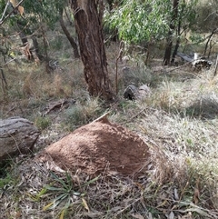 Nasutitermes exitiosus (Snouted termite, Gluegun termite) at Watson, ACT - 4 Jun 2024 by AaronClausen