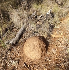 Nasutitermes exitiosus (Snouted termite, Gluegun termite) at Watson, ACT - 4 Jun 2024 by AaronClausen