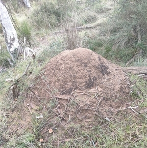 Nasutitermes exitiosus at Watson, ACT - 4 Jun 2024