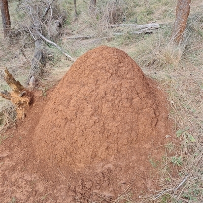 Nasutitermes exitiosus (Snouted termite, Gluegun termite) at Hackett, ACT - 4 Jun 2024 by AaronClausen