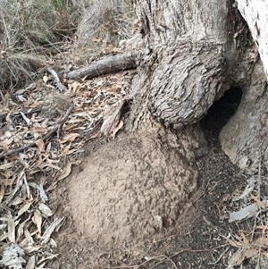 Nasutitermes exitiosus at Hackett, ACT - 4 Jun 2024