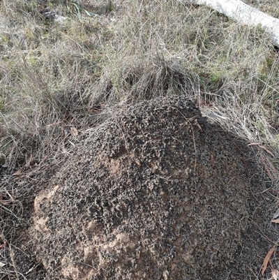 Nasutitermes exitiosus (Snouted termite, Gluegun termite) at Hackett, ACT - 4 Jun 2024 by AaronClausen