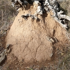 Nasutitermes exitiosus (Snouted termite, Gluegun termite) at Hackett, ACT - 4 Jun 2024 by AaronClausen