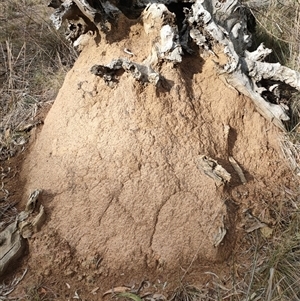 Nasutitermes exitiosus at Hackett, ACT - 4 Jun 2024