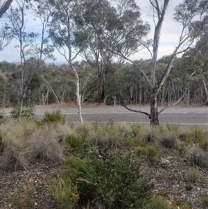 Nasutitermes exitiosus at Campbell, ACT - 4 Jun 2024