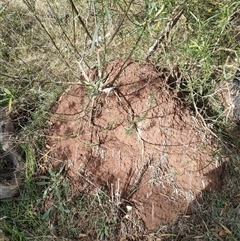 Nasutitermes exitiosus (Snouted termite, Gluegun termite) at Hackett, ACT - 4 Jun 2024 by AaronClausen