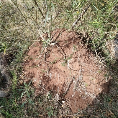 Nasutitermes exitiosus (Snouted termite, Gluegun termite) at Hackett, ACT - 4 Jun 2024 by DonFletcher