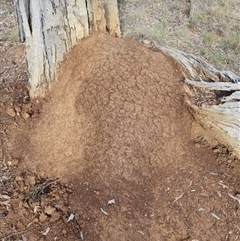 Nasutitermes exitiosus (Snouted termite, Gluegun termite) at Hackett, ACT - 4 Jun 2024 by AaronClausen