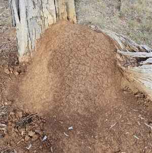 Nasutitermes exitiosus at Hackett, ACT - suppressed