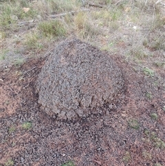 Nasutitermes exitiosus (Snouted termite, Gluegun termite) at Hackett, ACT - 4 Jun 2024 by AaronClausen