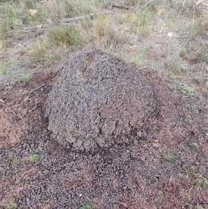 Nasutitermes exitiosus at Hackett, ACT - 4 Jun 2024